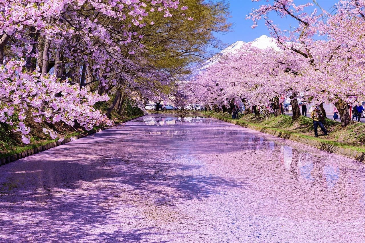 Festival de los cerezos en flor de Hirosaki
